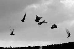 Image-100